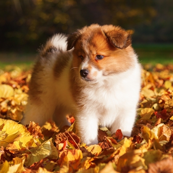 Photo of Elo puppy