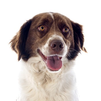 Photo of adult French Spaniel
