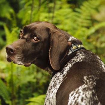 Photo of adult German Shorthaired Pointer