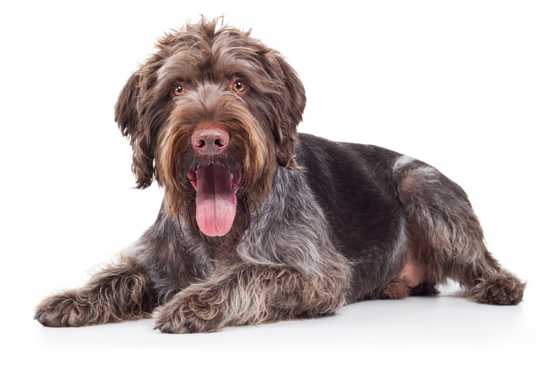German Wirehaired Pointer Large Photo