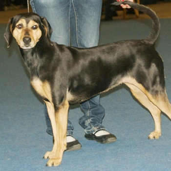 Photo of adult Greek Harehound