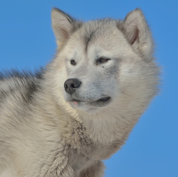 Photo of adult Greenland Dog