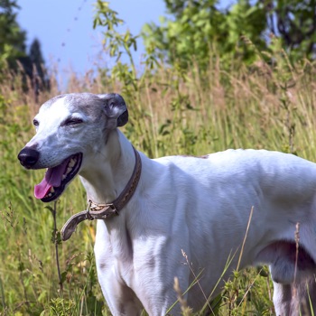 Photo of adult Greyhound