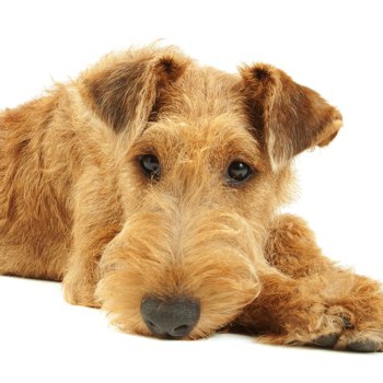 Photo of Irish Terrier puppy