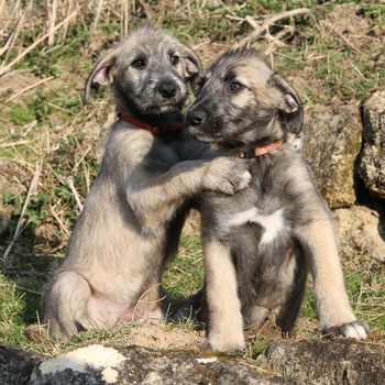 Photo of Irish Wolfhound puppy