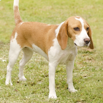 Photo of adult Istrian Shorthaired Hound