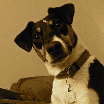 Photo of adult Jack Rat Terrier