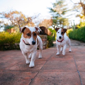 Photo of adult Jack Russell Terrier