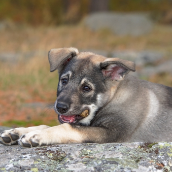 Photo of Jämthund puppy
