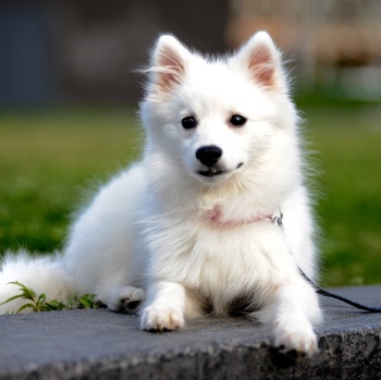 Photo of Japanese Spitz puppy
