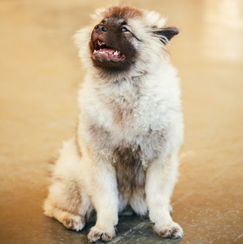 Photo of Keeshond puppy