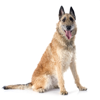 Photo of adult Laekenois Dog