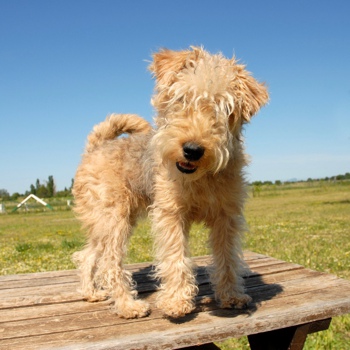 Photo of Lakeland Terrier puppy