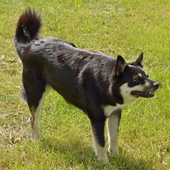Photo of adult Lapponian Herder