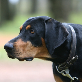 Photo of adult Lithuanian Hound