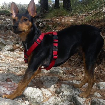 Photo of adult Majorca Ratter