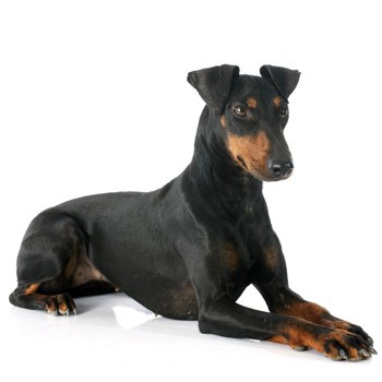 Photo of adult Manchester Terrier