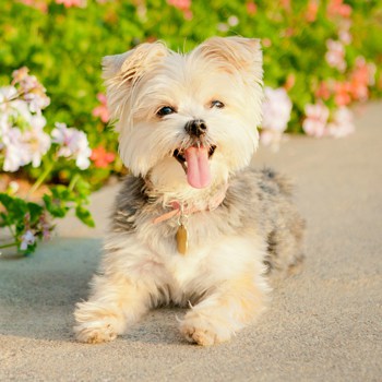 Photo of adult Morkie
