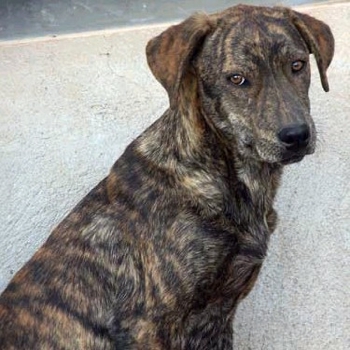 Photo of adult Mountain Cur