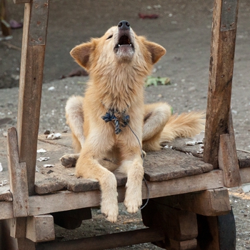 Photo of adult New Guinea Singing Dog