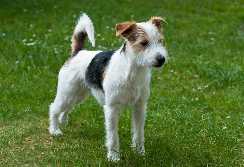 Parson Russell Terrier Large Photo