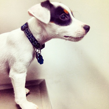 Photo of Parson Russell Terrier puppy