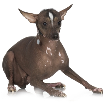 Photo of adult Peruvian Hairless Dog