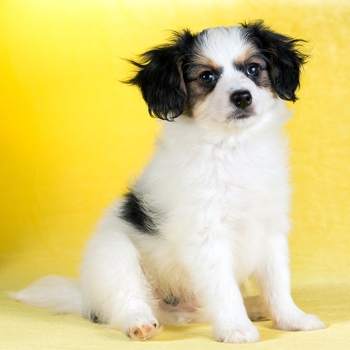 Photo of Phalène puppy