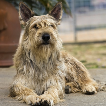 Photo of adult Picardy Sheepdog