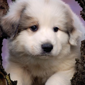 Photo of Pyrenean Mountain Dog puppy