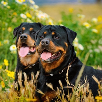 Photo of adult Rottweiler