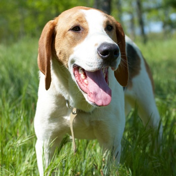 Photo of adult Russian Harlequin Hound