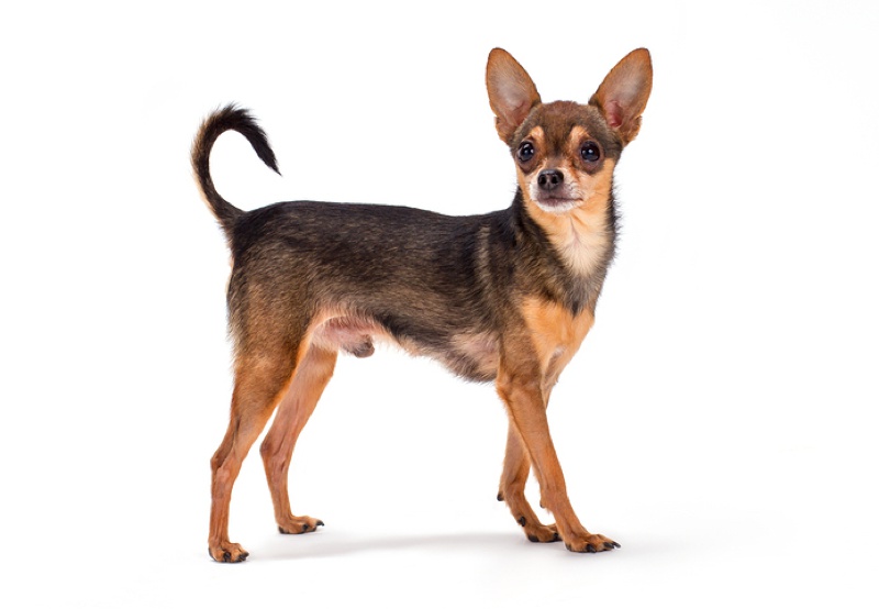 Russian Toy Terrier Large Photo
