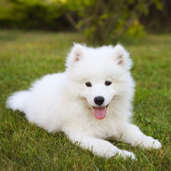 Photo of Samoyed puppy