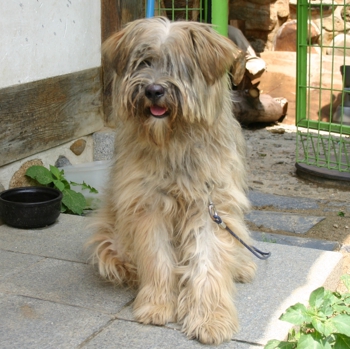 Photo of adult Sapsali