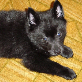 Photo of Schipperke puppy