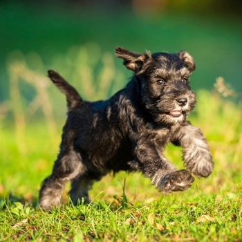 Photo of Schnauzer puppy