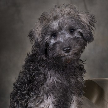 Photo of Schnoodle puppy