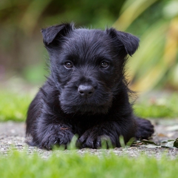 Photo of Scottish Terrier puppy
