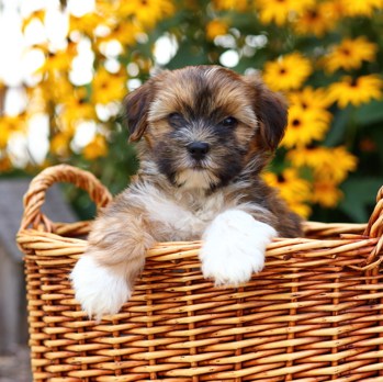 Photo of Shorkie puppy
