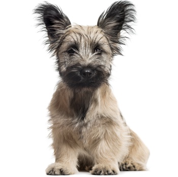 Photo of Skye Terrier puppy