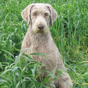 Photo of adult Slovakian Rough Haired Pointer