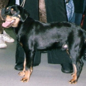 Photo of adult Smaland Hound