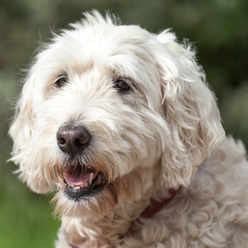 Photo of adult Soft Coated Wheaten Terrier