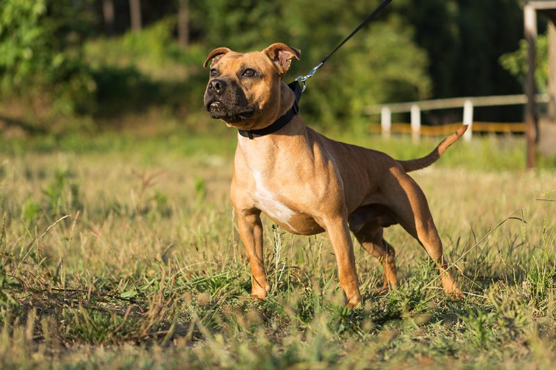 Staffordshire Bull Terrier Large Photo