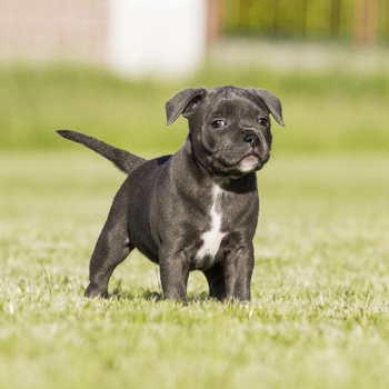 Photo of Staffordshire Bull Terrier puppy
