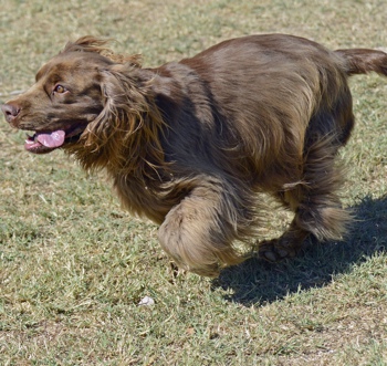 Photo of adult Sussex Spaniel