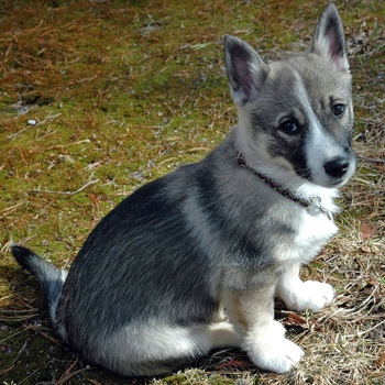 Photo of Swedish Vallhund puppy