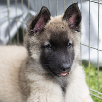 Photo of Tervuren Dog puppy