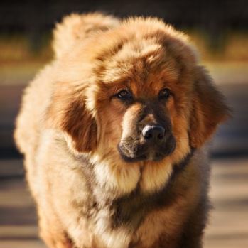 Photo of Tibetan Mastiff puppy